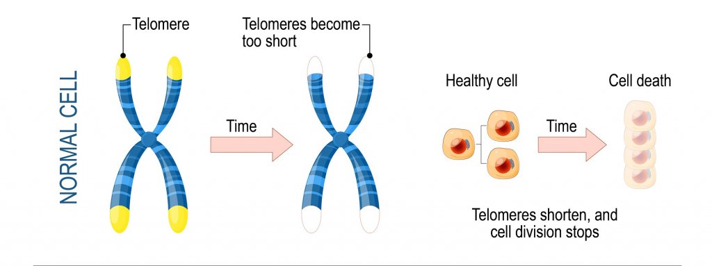 Aviv Clinics Telomers